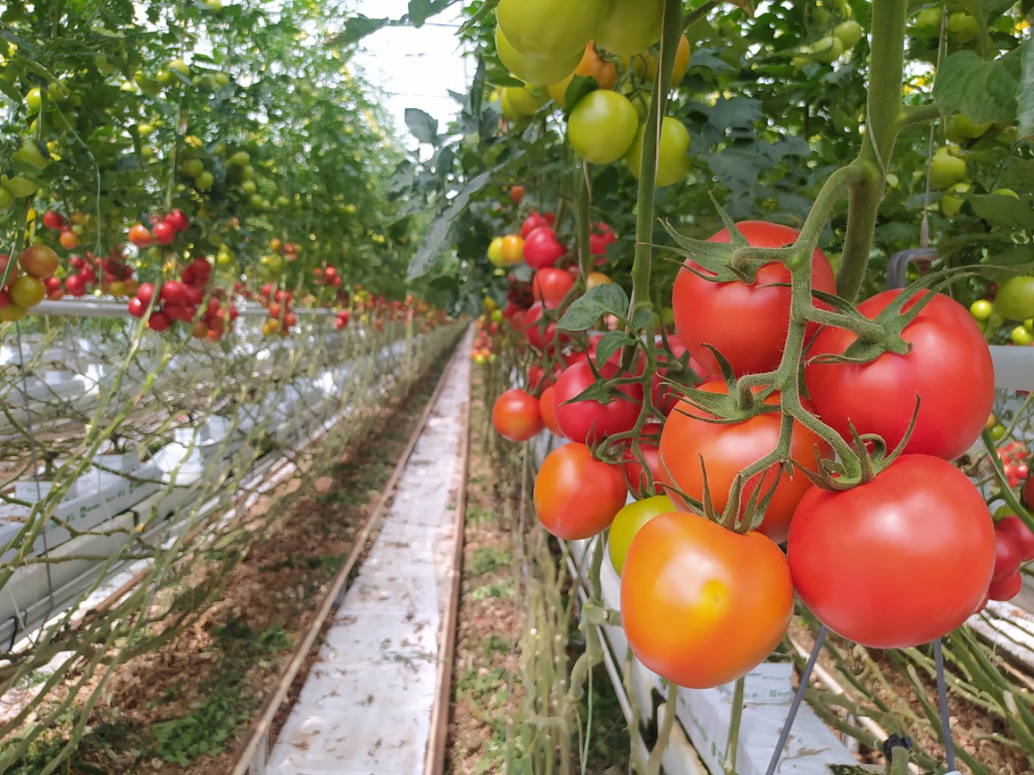 Werk met tomaten in een kas