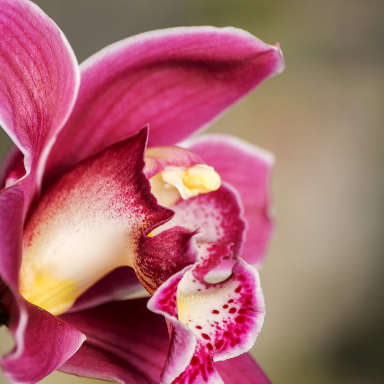 Werken met orchideeën