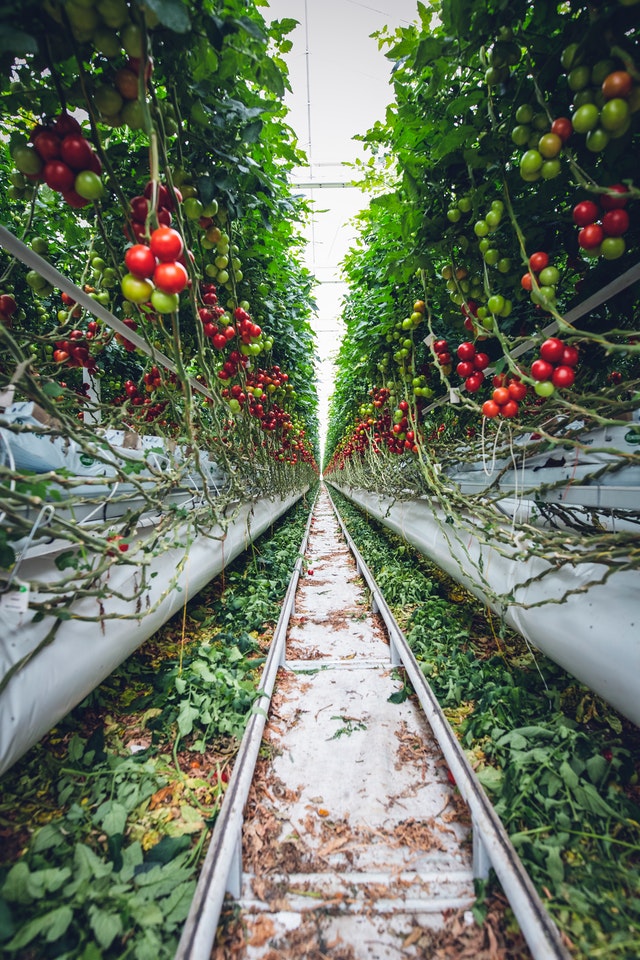 Work with tomatoes in a greenhouse and sorting - without age-related pay