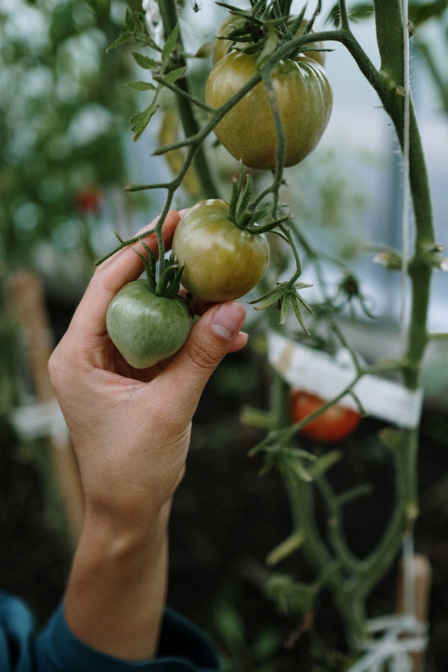 Ścinanie pomidorów (tomaten knippen), bez stawki wiekowej